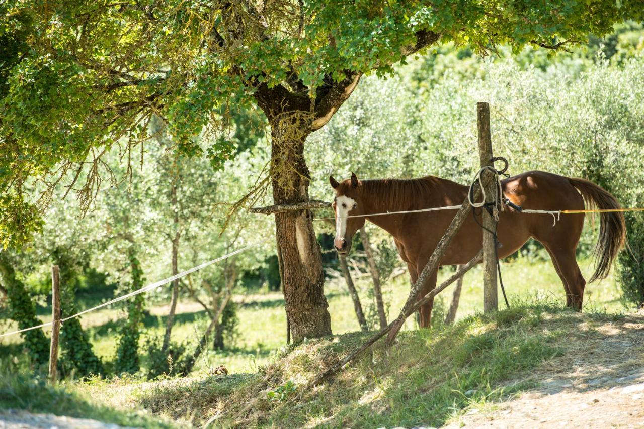 Agriturismo Fattoria Lavacchio Pontassieve Ngoại thất bức ảnh